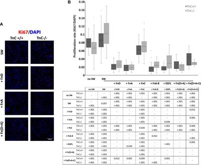 Corrigendum: Different Functions of Recombinantly Expressed Domains of Tenascin-C in Glial Scar Formation